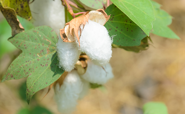 Comment se produit le coton ?